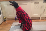 Greyhound Pyjamas