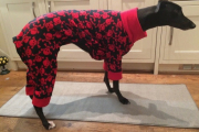 Greyhound Pyjamas